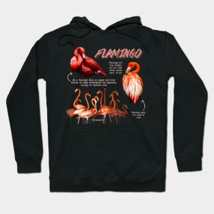 Flamingo Fun Facts Hoodie